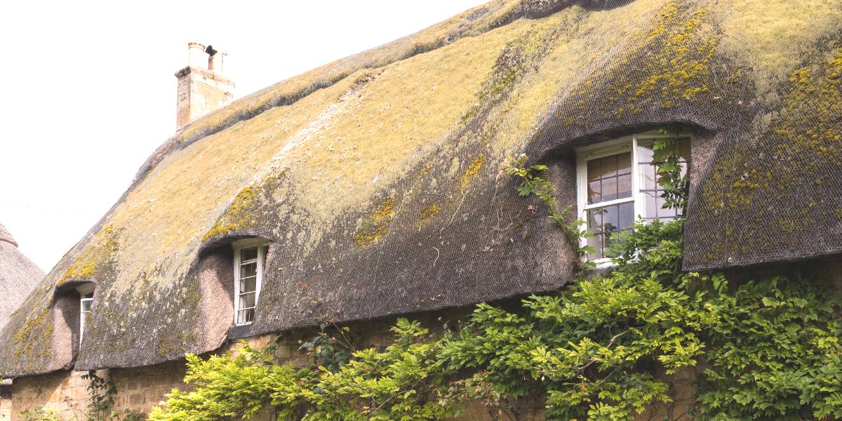 rieten daken onderhouden