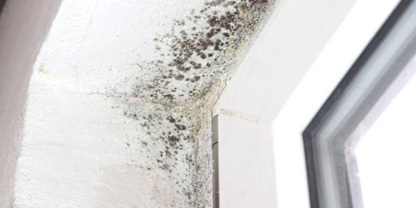 waarom schimmel laten verwijderen